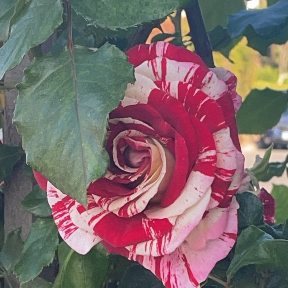 Meet your Posher, Sienna